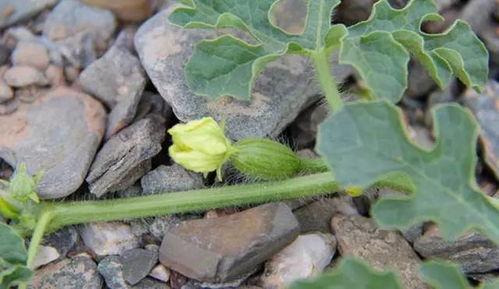 沙瓜可以吃吗,美味解渴，健康食用指南