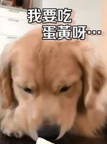 金毛蛋黄吃瓜,金毛蛋黄的夏日瓜趣之旅