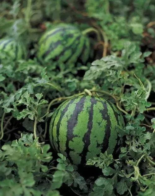 生命不止吃瓜不止,揭秘娱乐圈的瓜田乐土