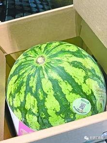 吃瓜盟主武汉,揭秘武汉美食江湖风云录